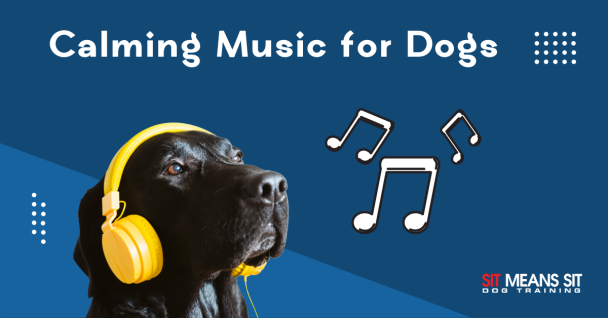 calming music for dogs with a dog listening to music on headphones