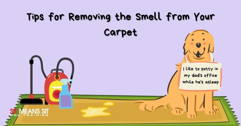 Tips for Removing the Smell from Your Carpet