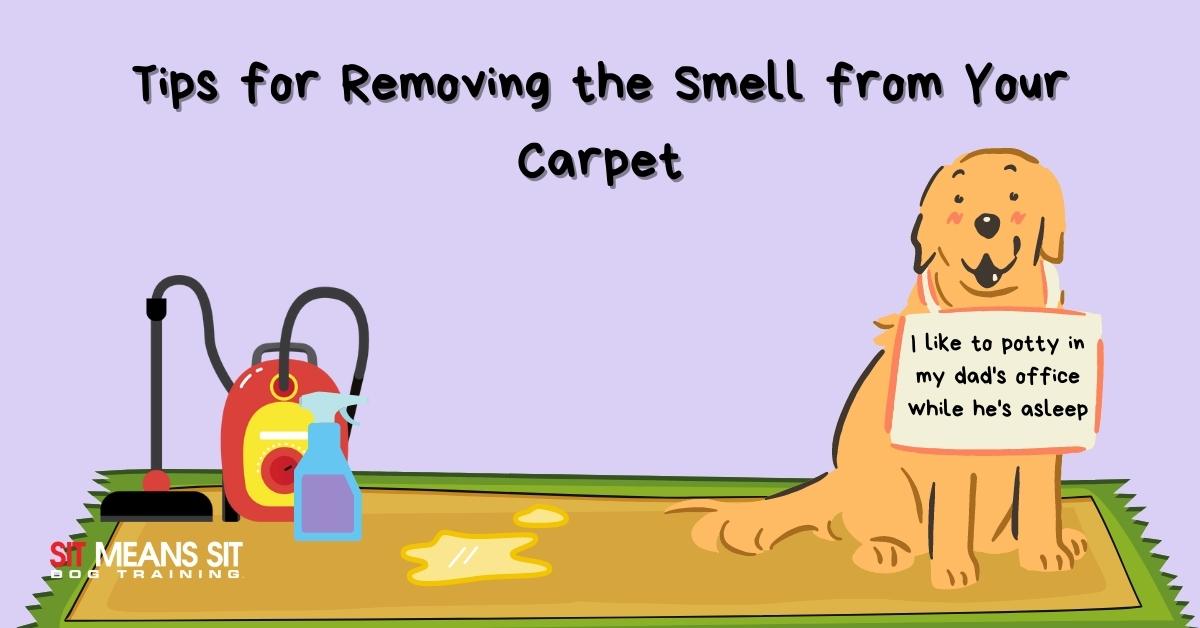 Tips for Removing the Smell from Your Carpet