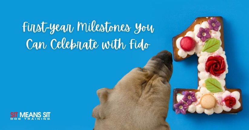 first year milestones you can celebrate with you dog poster with a dog and a cake