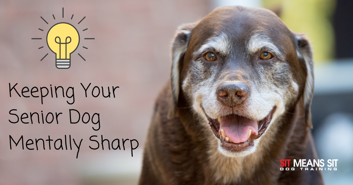 keep you senior dog mentally sharp poster with a picture of a dog smiling