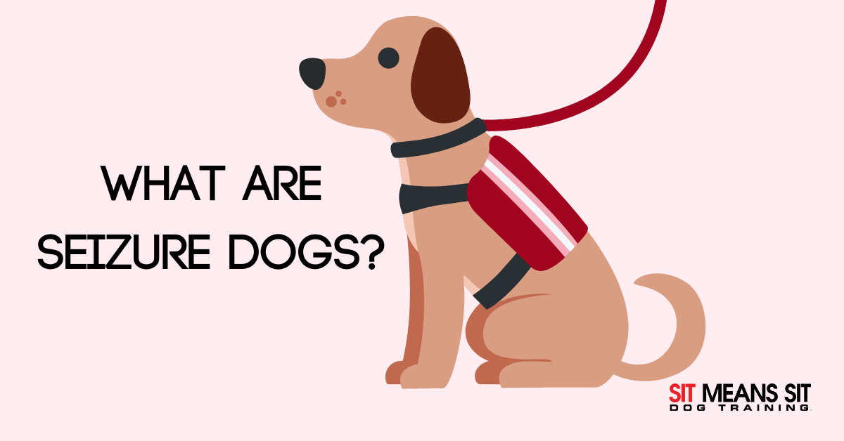 What are Seizure Dogs? | Sit Means Sit Knoxville