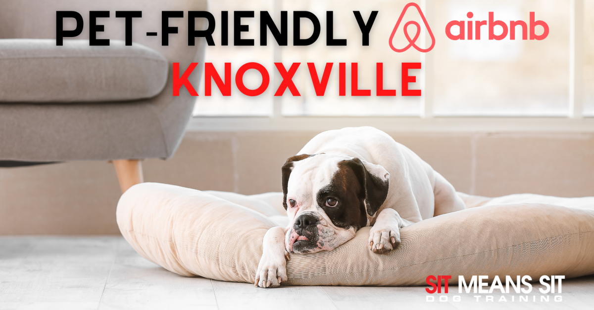 pre friendly Airbnb poster of a dog lying resting on a dog bed indoors