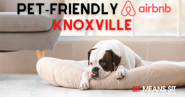 pre friendly Airbnb poster of a dog lying resting on a dog bed indoors
