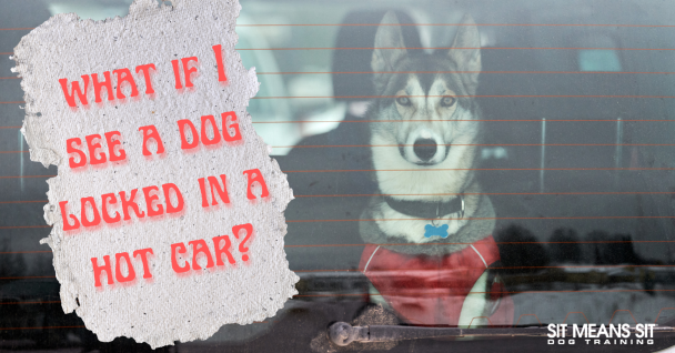 what do i do if you see a dog locked in a car poster with a picture of a dog sitting inside a car