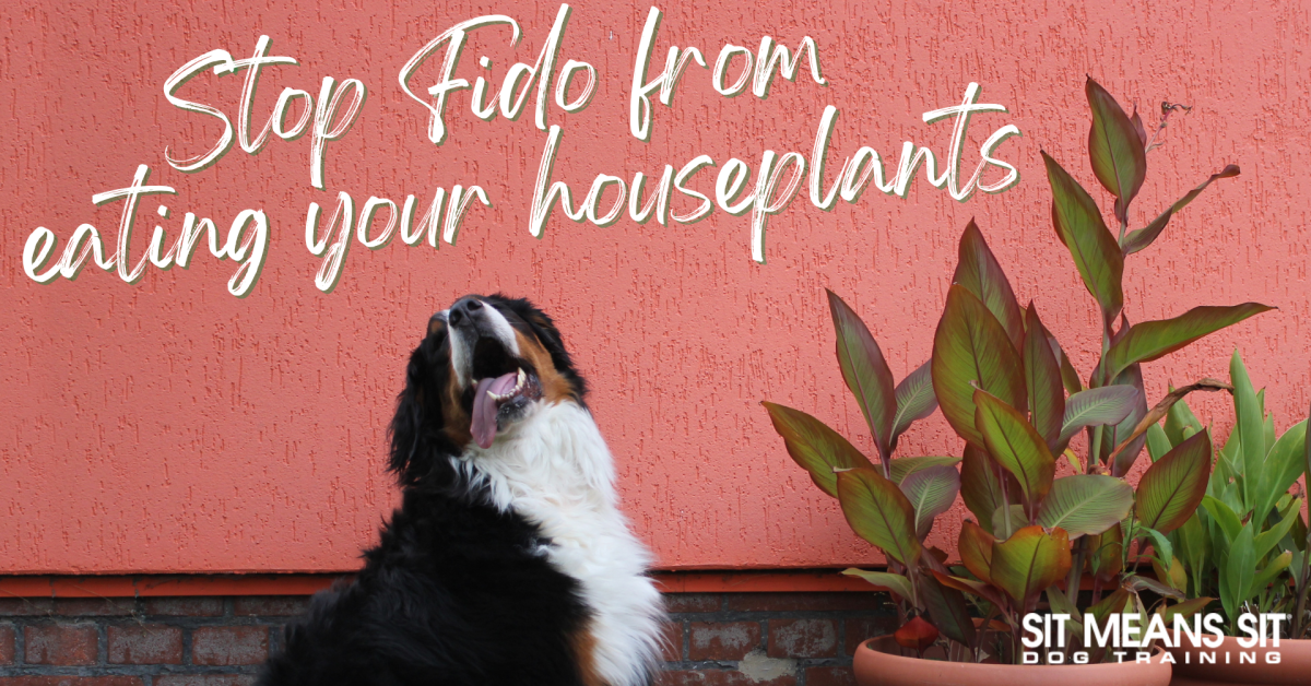 how to stop you dog from eating you house plants poster with a picture of a dog with a plant
