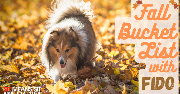 fall bucket list poster with a picture of a dog walking on fall leaves