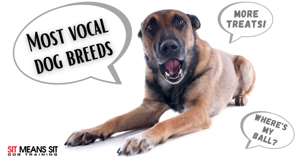 which dog breeds are the most viral poster with a picture of a dog lying howling Infront of a white background