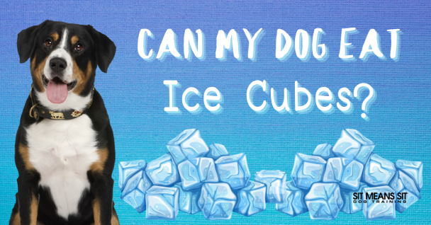 Is It Okay to Give My Dog Ice Cubes?