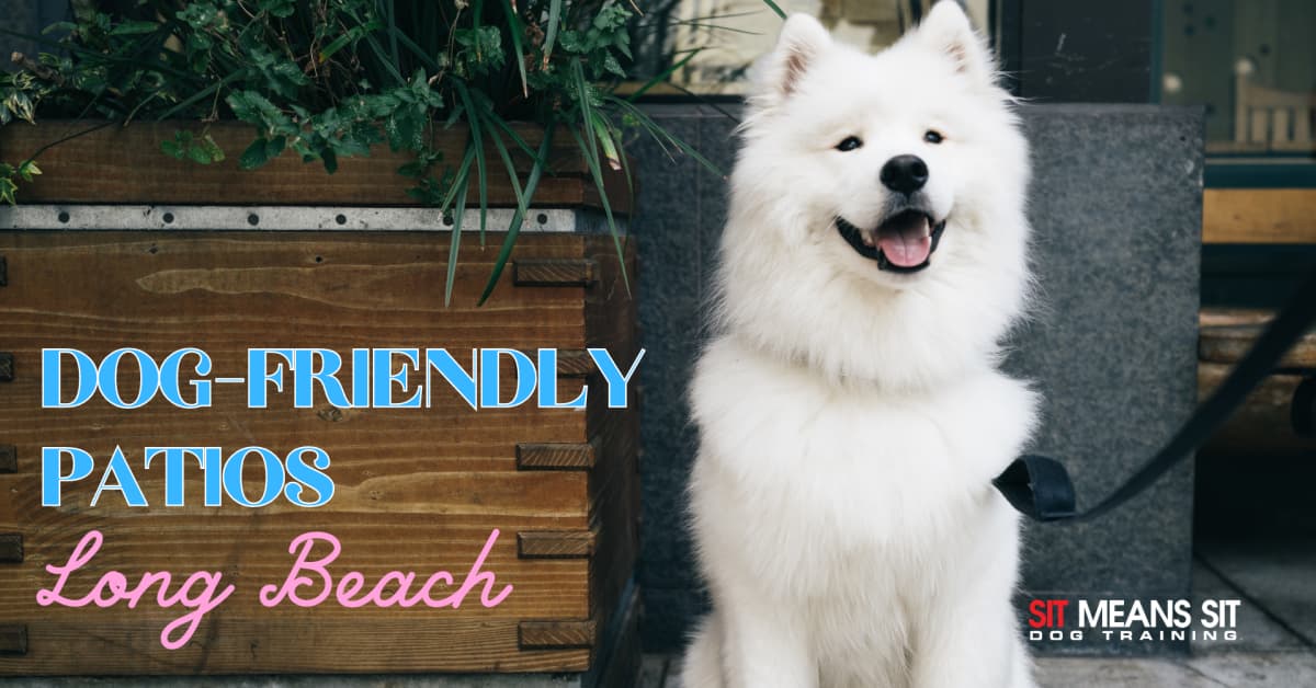 A happy Samoyed dog sits in front of a wooden patio sign that promotes dog-friendly spots in Long Beach.