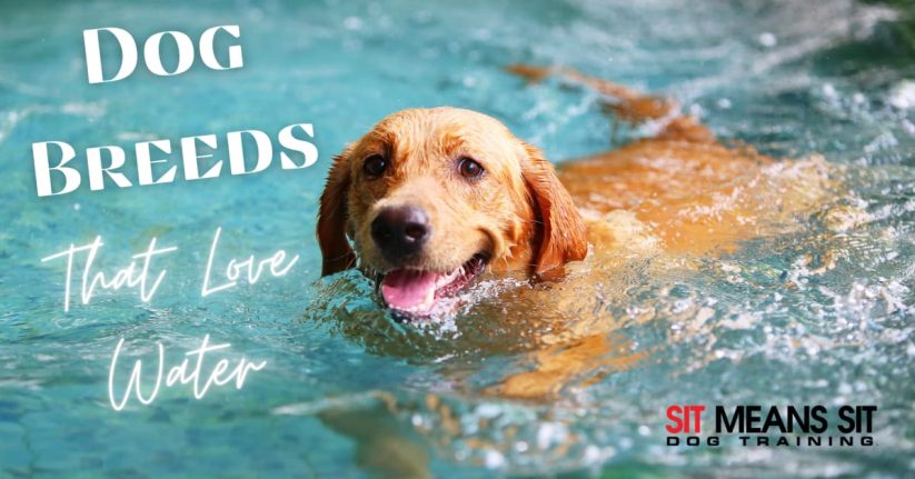 A happy dog swimming in water, with text about dog breeds that enjoy water.