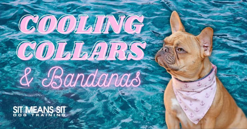 A French Bulldog wearing a bandana next to text about cooling collars and bandanas.