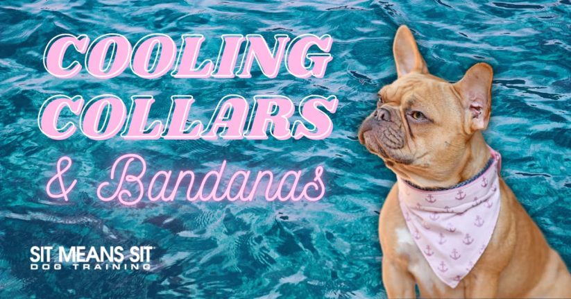 Cooling Collars & Bandanas for Dogs