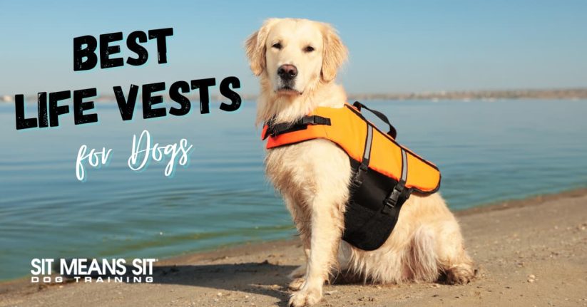 The Best Life Vests for Dogs