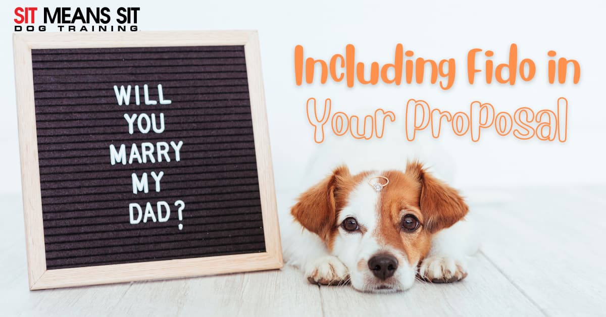 A cute dog rests by a sign that reads, "Will you marry my dad?" in a playful proposal idea.