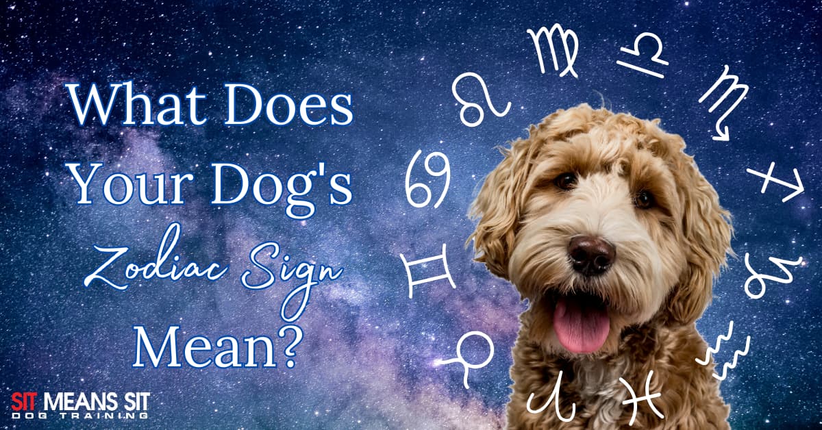 A cute dog with zodiac symbols around it, accompanied by the text about understanding dogs' zodiac signs.
