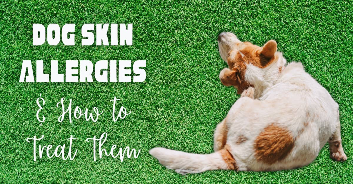 A dog scratching itself on green grass, with text about dog skin allergies and treatment.