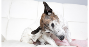 Common Skin Allergies in Dogs & How to Treat Them