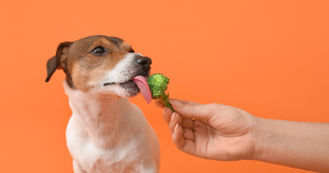 Superfoods You Can & Should Share with Fido