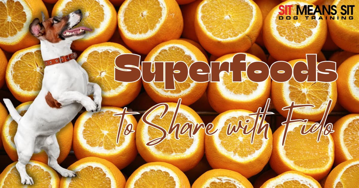A playful dog stands next to oranges, with the text "Superfoods To Share with Fido."