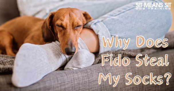 A dog resting its head on a person's feet, with text asking about why dogs steal socks.