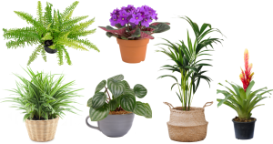 Check Out These Dog-Friendly Houseplants