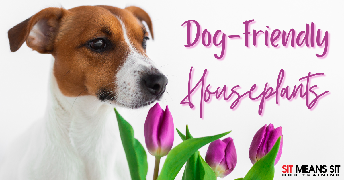 A dog alongside vibrant tulips, with text reading "Dog-Friendly Houseplants."
