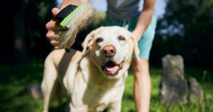 Tips for Removing Matted Fur from Your Dog's Coat