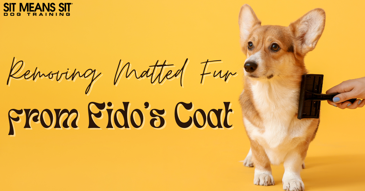 A corgi being brushed to remove matted fur against a bright yellow background.