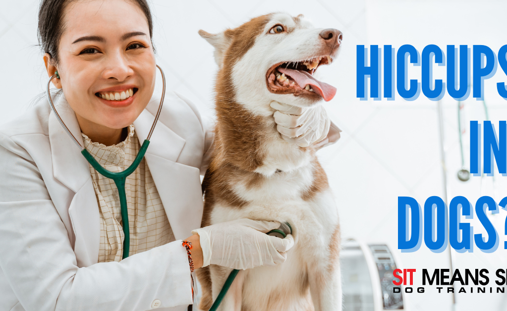 A smiling veterinarian with a stethoscope poses with a happy dog, discussing hiccups in dogs.