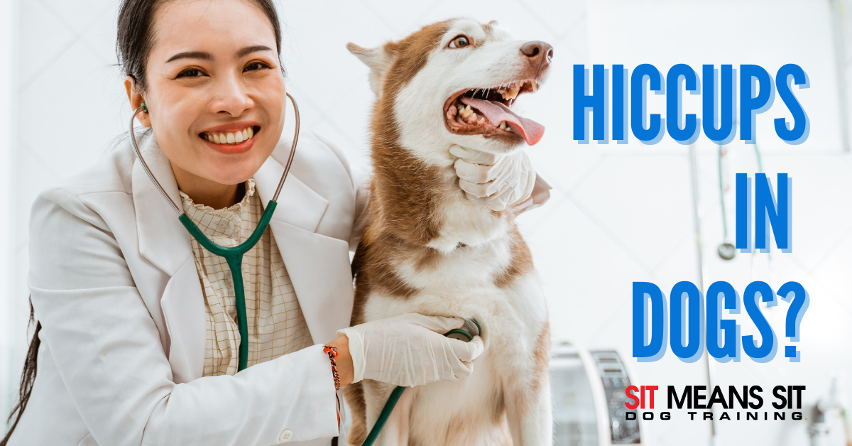 A smiling veterinarian with a stethoscope poses with a happy dog, discussing hiccups in dogs.
