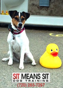 Arya-and-Duck