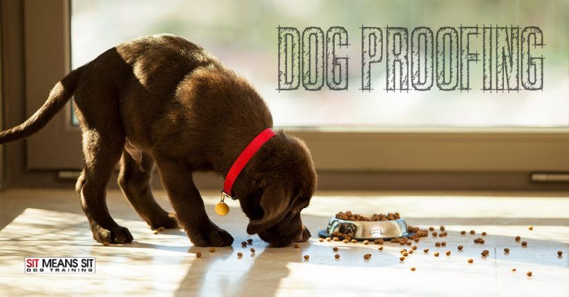 Dog proofing your home.