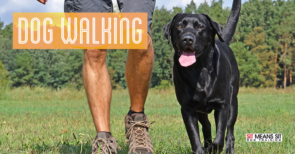 Common dog walking mistakes.