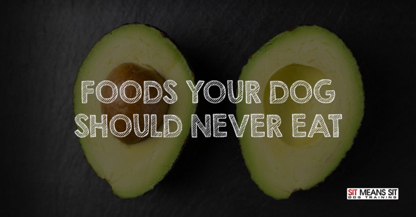 Foods your dog should never eat.