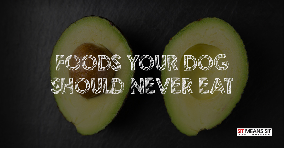 Foods your dog should never eat.