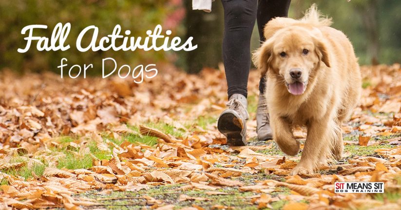 Fall Activities for Dogs