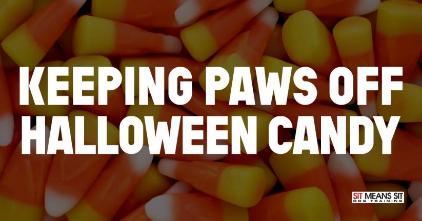 Keeping Paws Off Halloween Candy