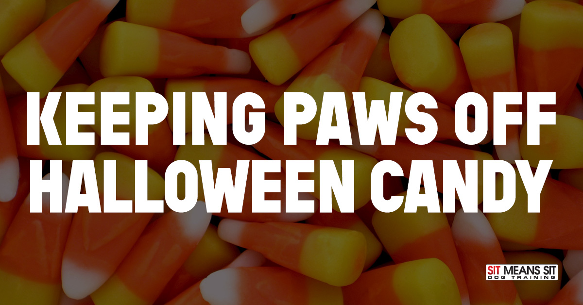Keeping Paws Off Halloween Candy