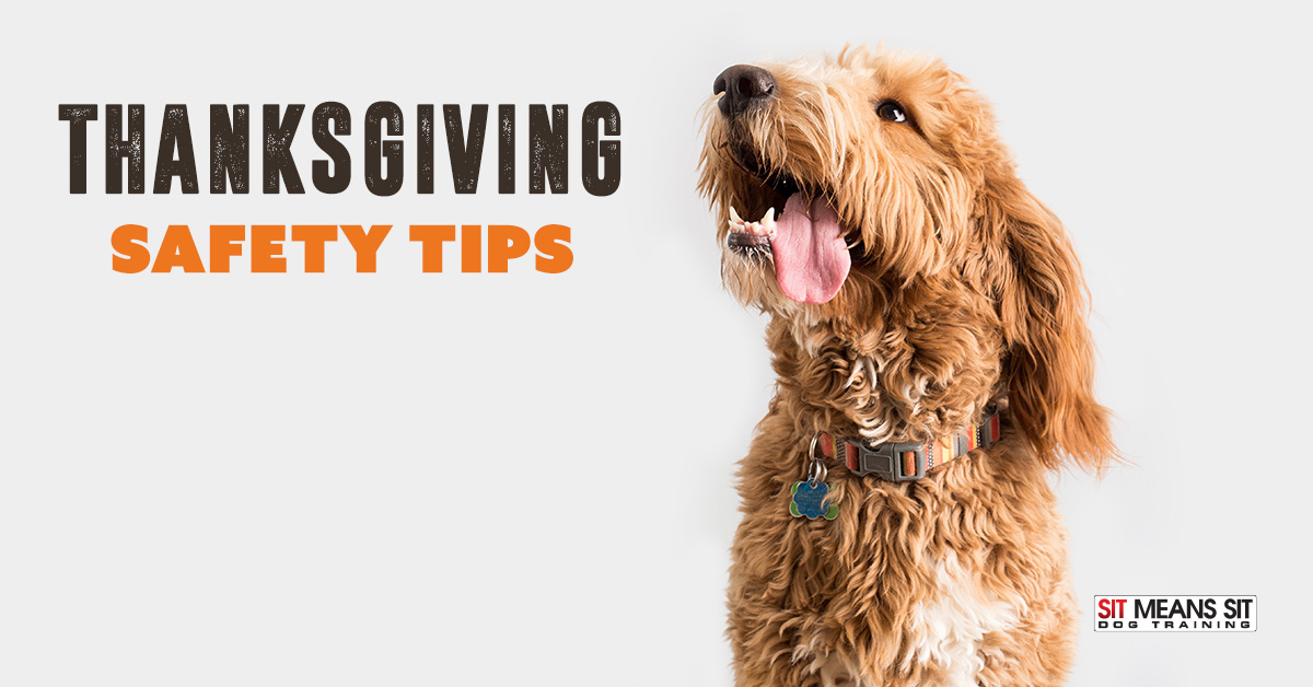 Thanksgiving Dog Safety Tips