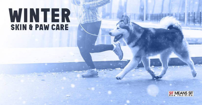 Winter Skin and Paw Care