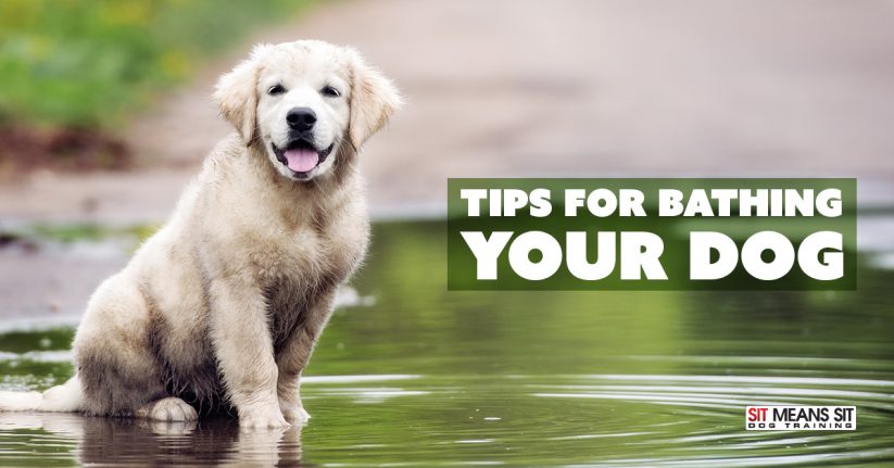 Tips for Bathing Your Dog