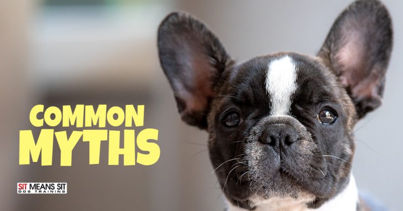 Common Myths About Caring For Your Dog