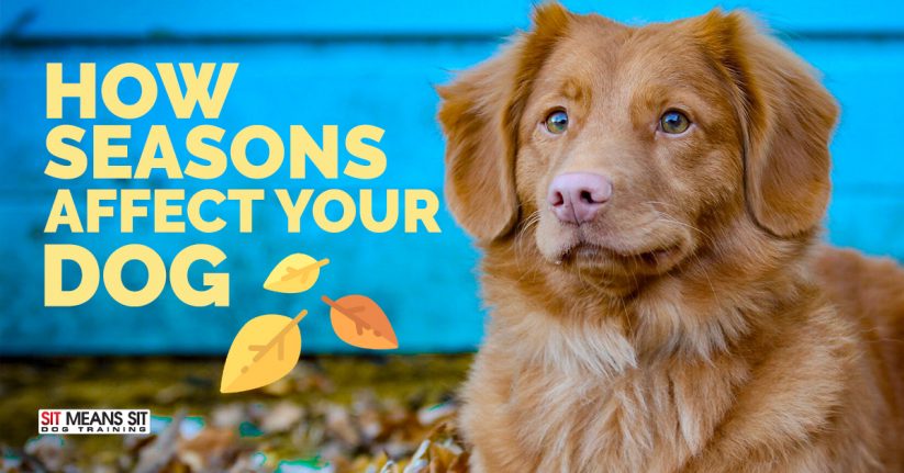 How Seasons Affect Your Dog