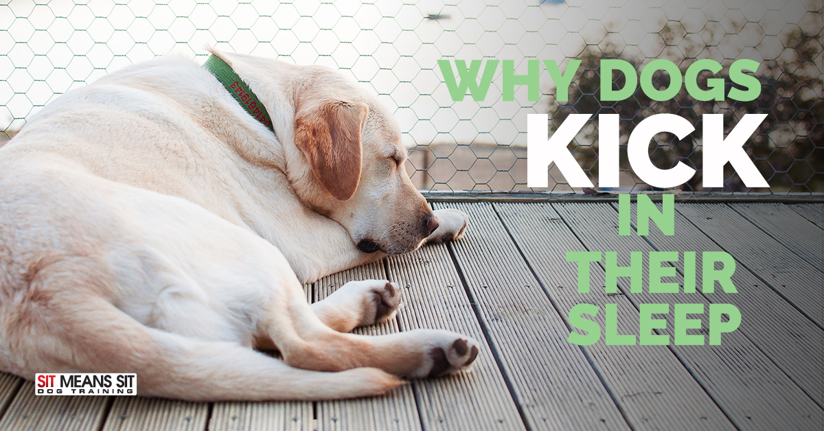 Why Dogs Kick in Their Sleep | Sit Means Sit Dog Training