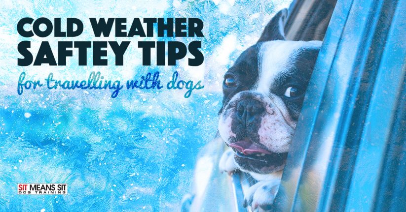 Cold Weather Safety Tips for Traveling with Dogs
