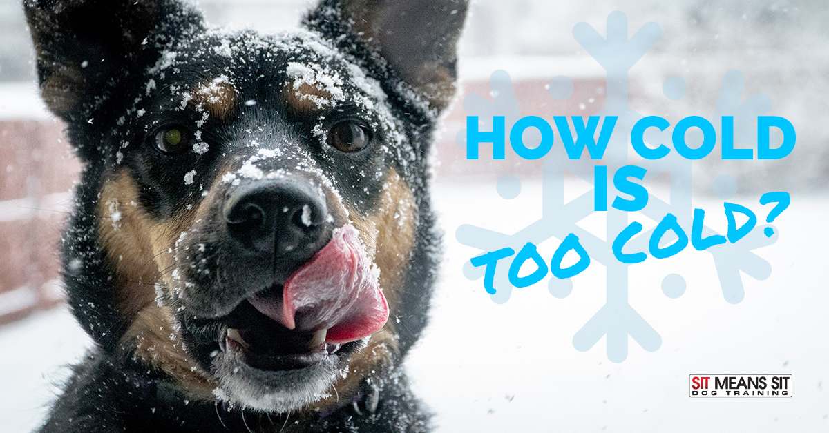 How Cold is too Cold for Dogs?