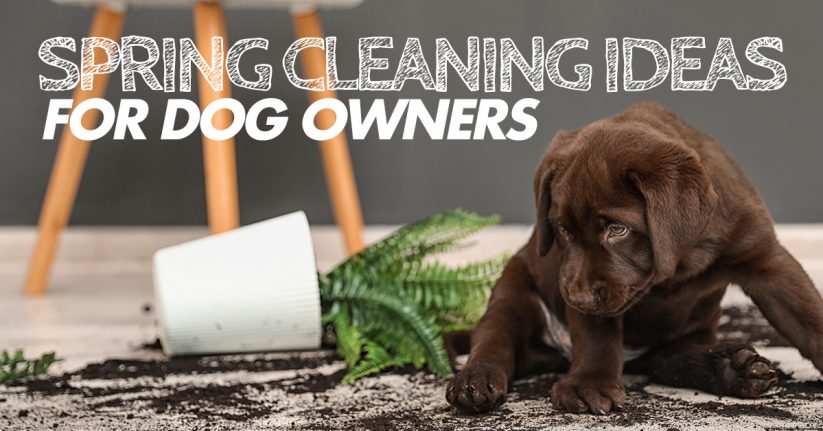 Spring Cleaning Ideas for Dog Owners