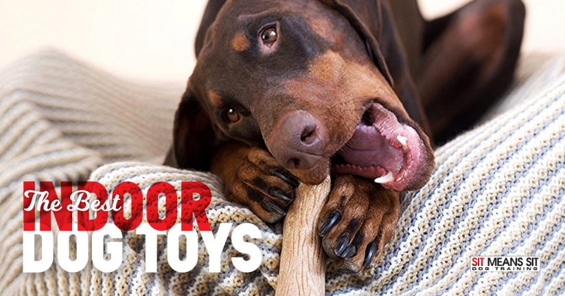 The Best Indoor Dog Toys