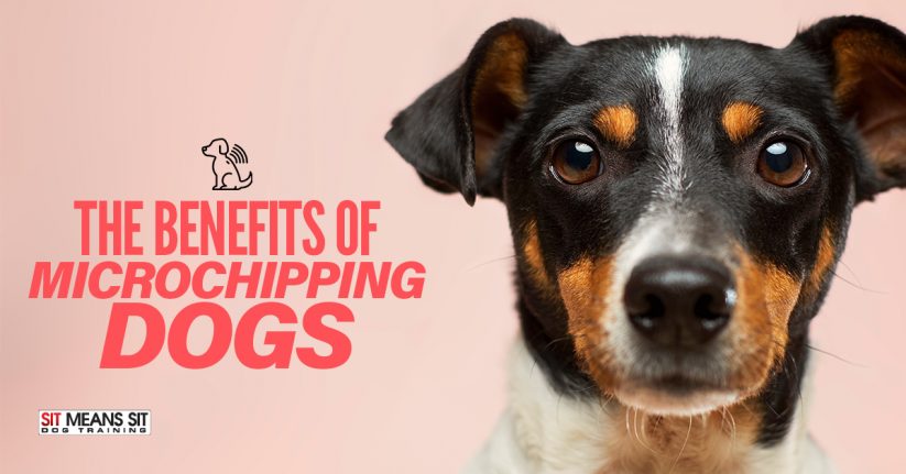 The Benefits Of Microchipping Dogs